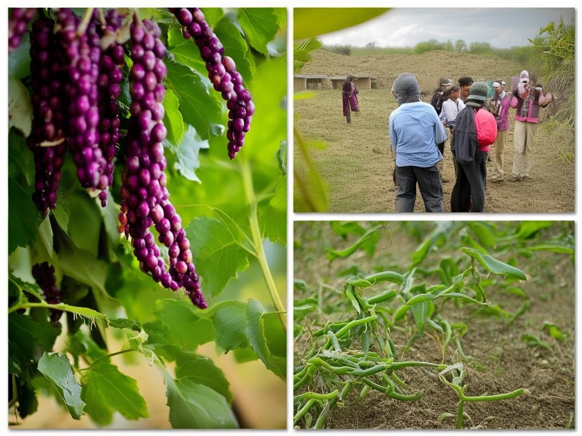 豇豆种植中的‘南北差异’,如何实现跨区域会诊式优化? 豇豆种植中的‘南北差异’,如何实现跨区域会诊式优化?